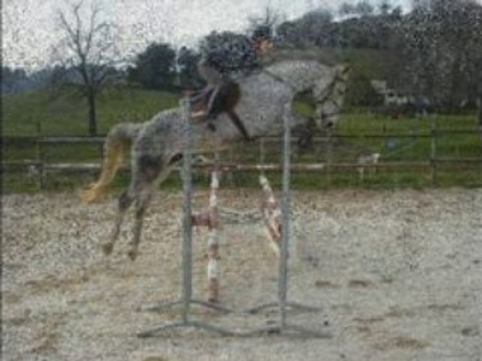 Mélusine jument sBs