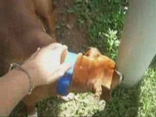 balto amstaff d'amour