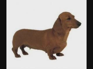 chien à sa mémère