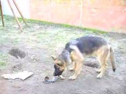 Duck à 6 mois et duck à 6 mois et 17 jours 014