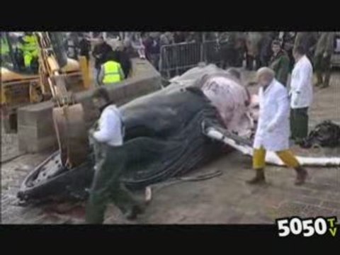 Une baleine à bosse échoue en Normandie