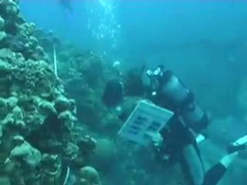 Reefcheck Cap La Houssaye 4 octobre 2008