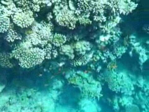 Snorkelling Dahab Blue Hole Mer rouge Egypte