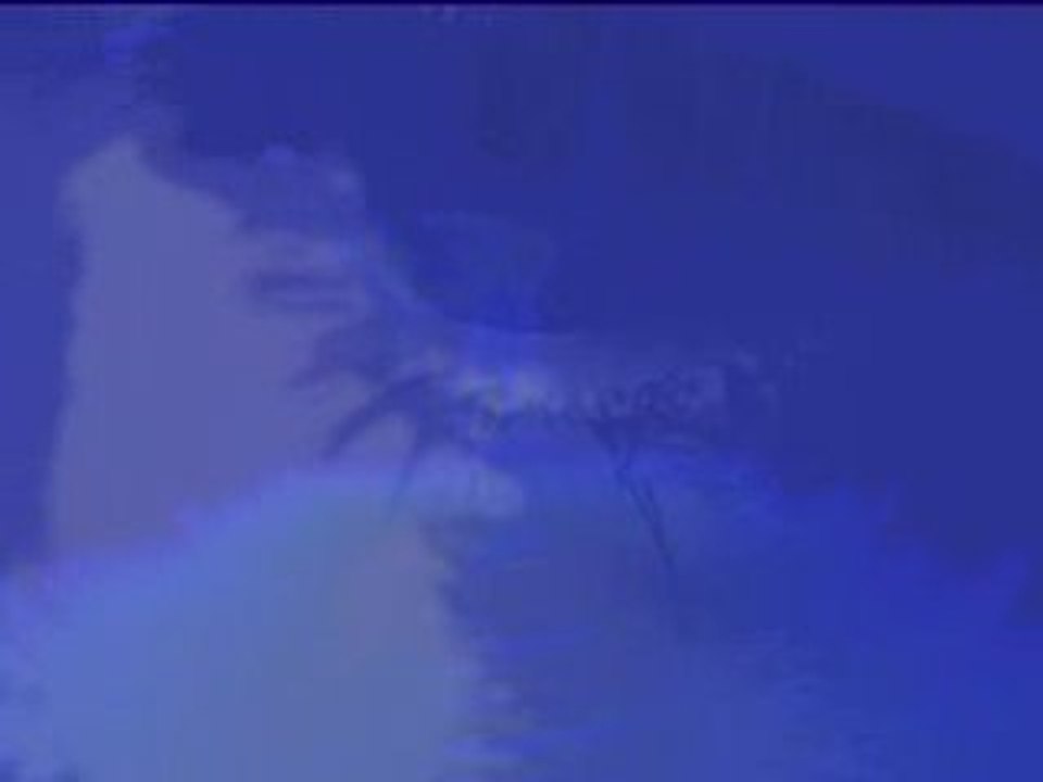Bleu