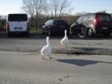 Des oies agressives