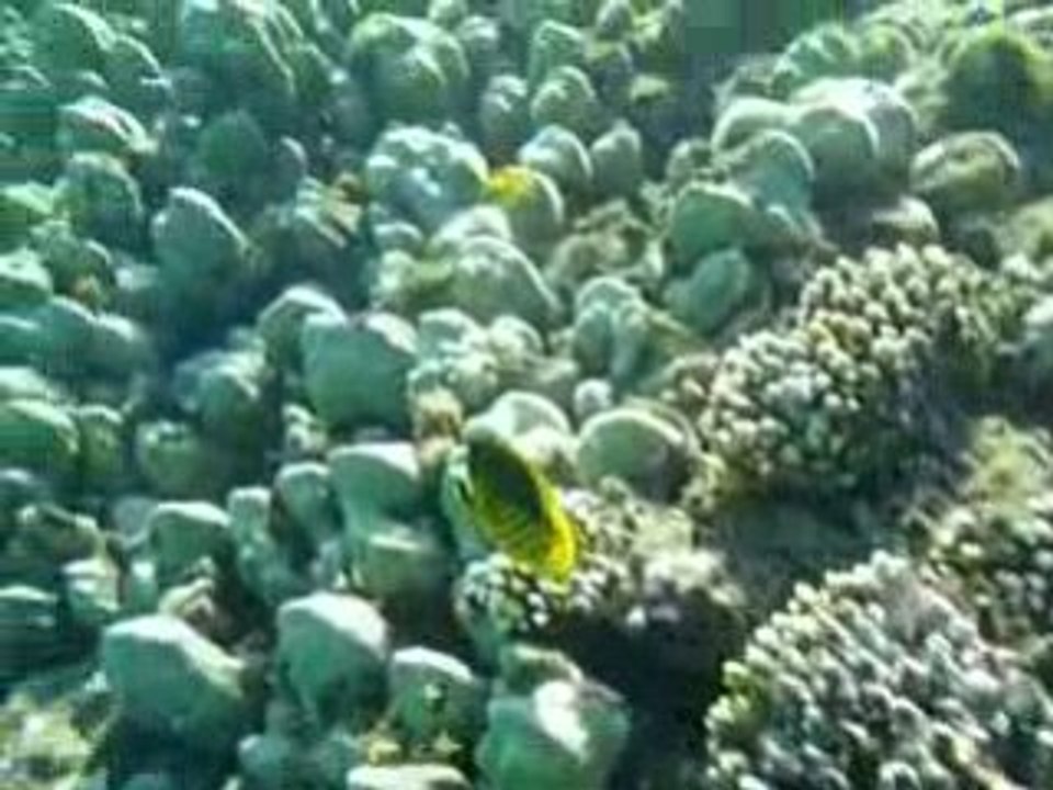 Snorkelling Taba Egypte Mer rouge