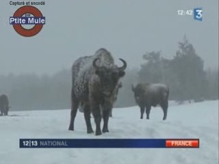 Les bisons d'europe