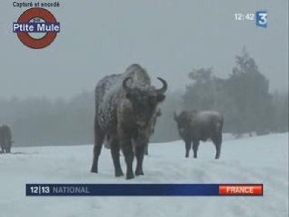 Les bisons d'europe