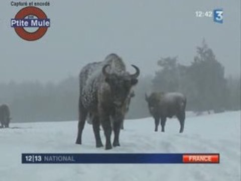 Les bisons d'europe