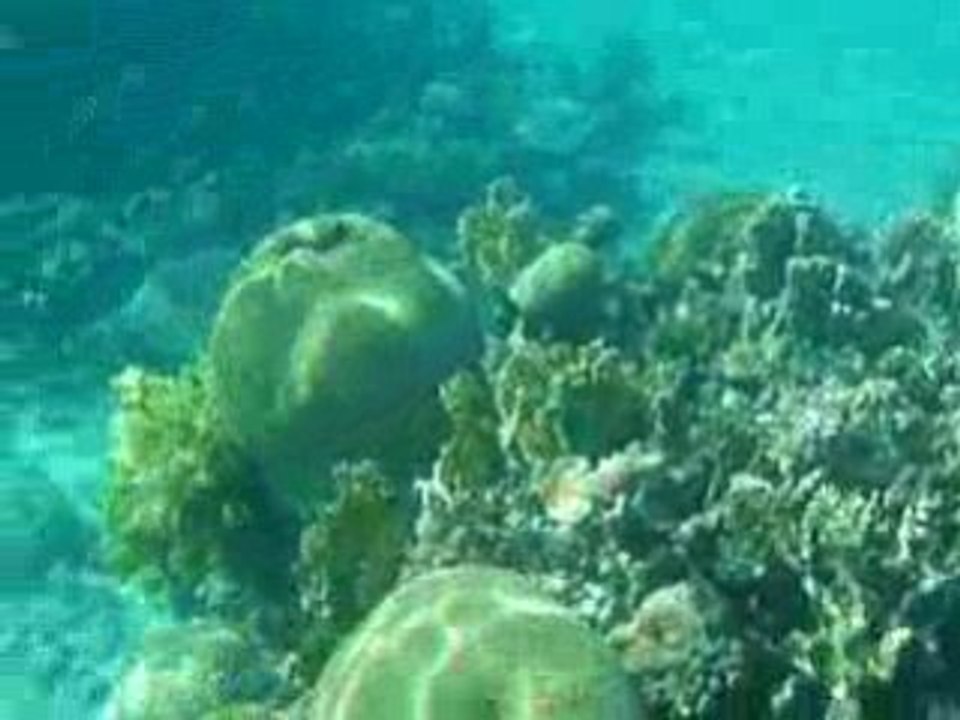 Snorkelling Taba Egypte mer rouge