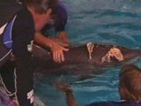 Dolphin bitten by a shark in Australia