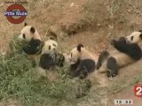 Les pandas en Chine