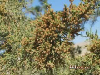 Клип о Шурабе2 для windows media DL