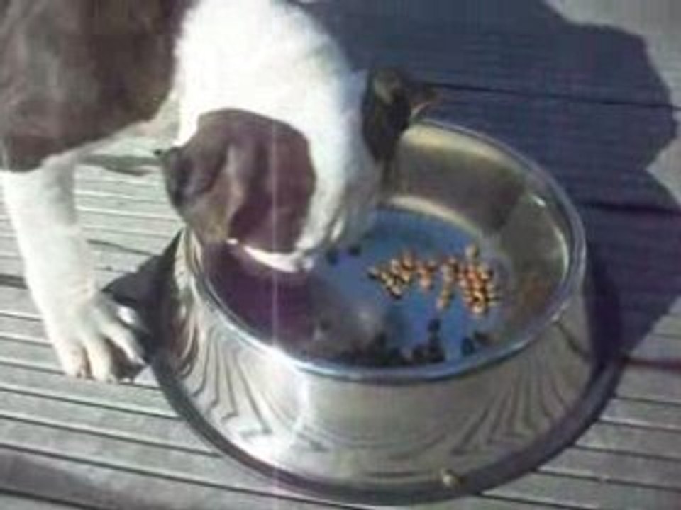 buddy attaque gamelle !