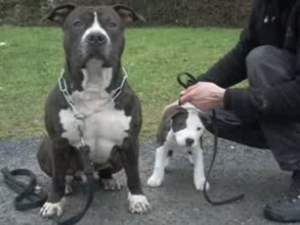 BOSKO&BUDDY