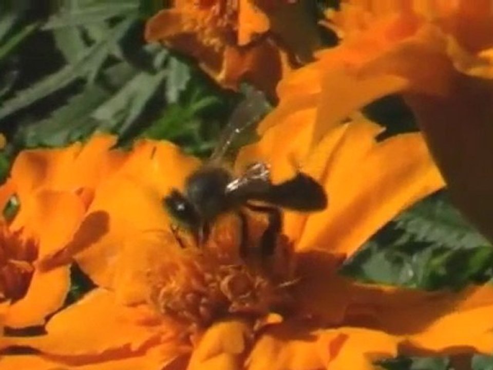 Le design des insectes