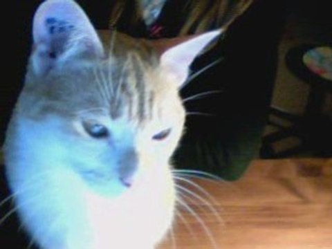 Chat délire : Roxy, qui cherche la souris