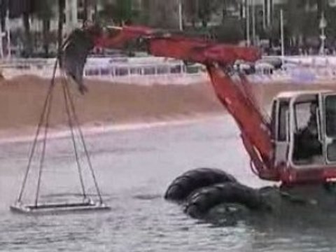 Pelle araignée en mer acropelle