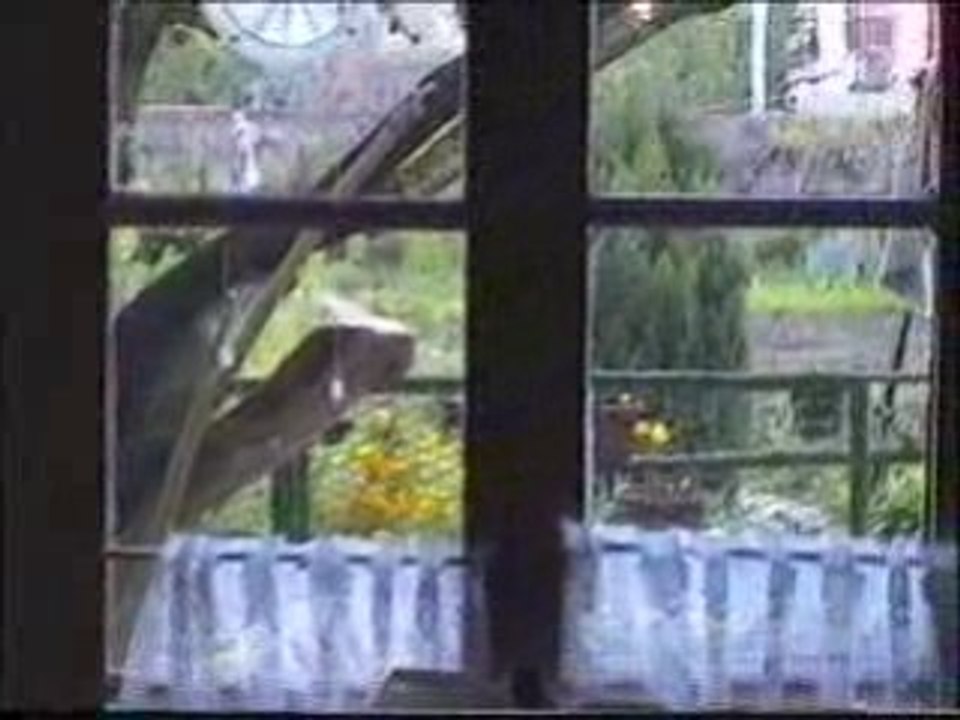 20000414oiseaufrappefenetre