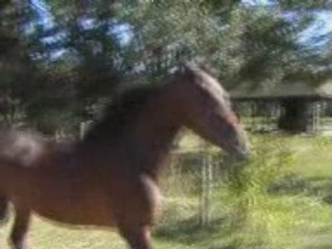 Jument pur-sang arabe égyptienne baie en liberté