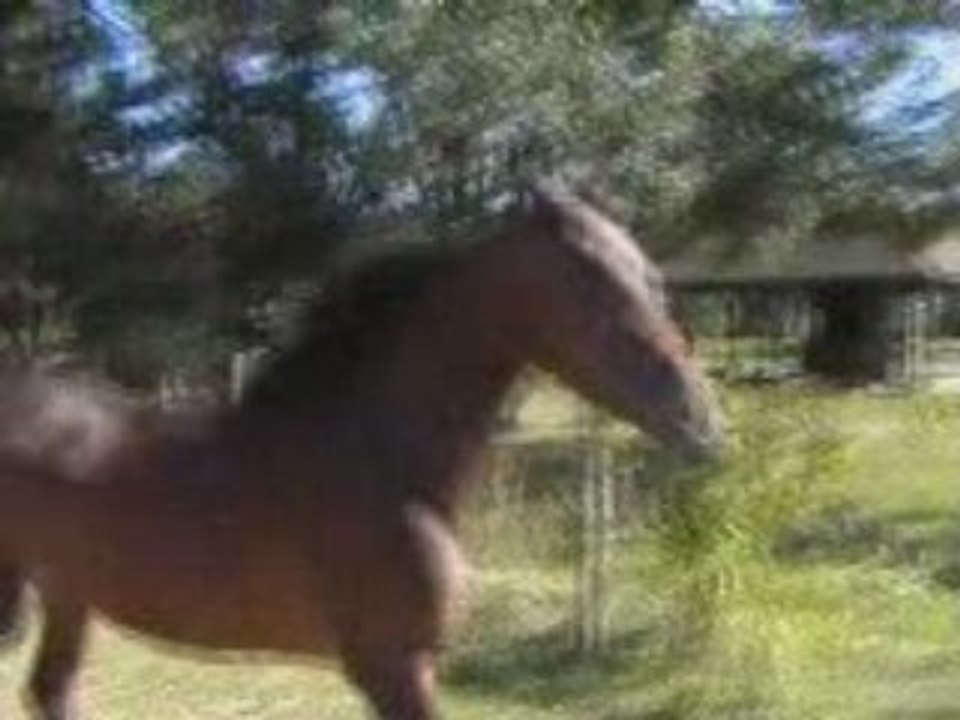 Jument pur-sang arabe égyptienne baie en liberté