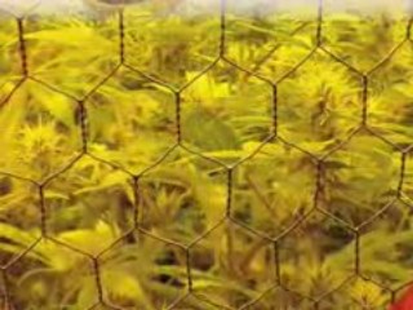 Cannabis medical ch2 (Moyen)