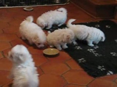 Les cinq petits cotons vidéo du 14-02