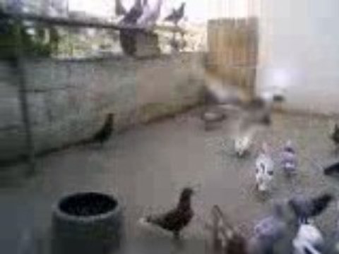 Urfa'dan Reşat CANBEK'n filo kuşları - guvercinurfa.com