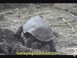 Galapagos Tour - The Galapagos Islands Turtles