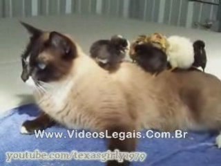 chat chien et poussins