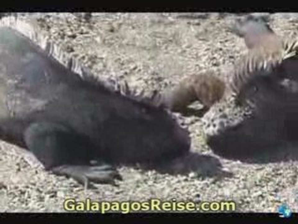 Galapagos video blog 2008