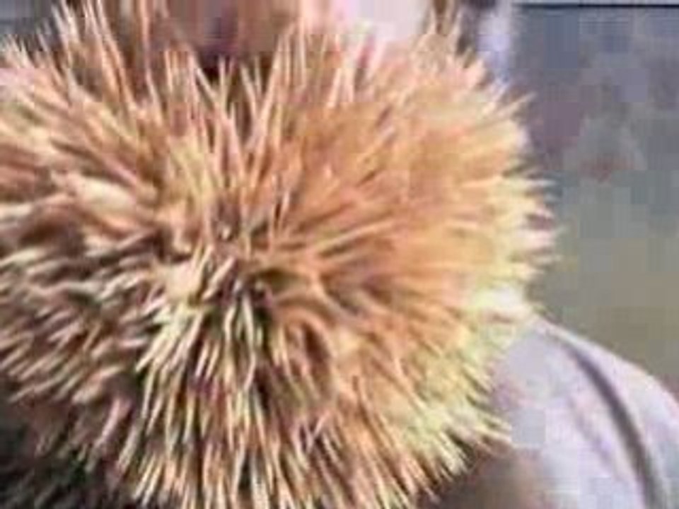 2222 stecchini nella barba