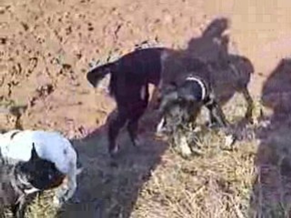 Ballade de chiens