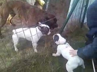 Ballade de chiens