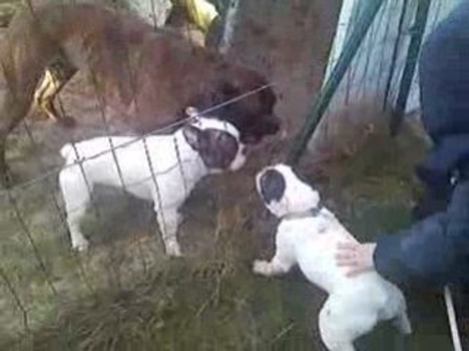 Ballade de chiens