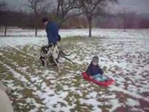 Neige +Théo et chiens 00018