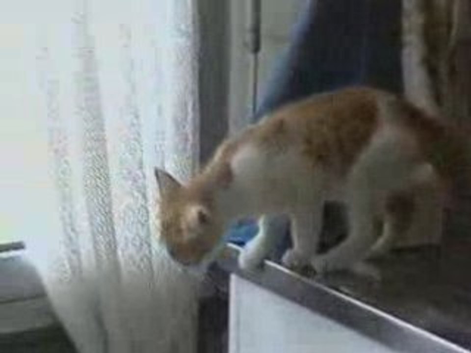 Chat-regis humour bad