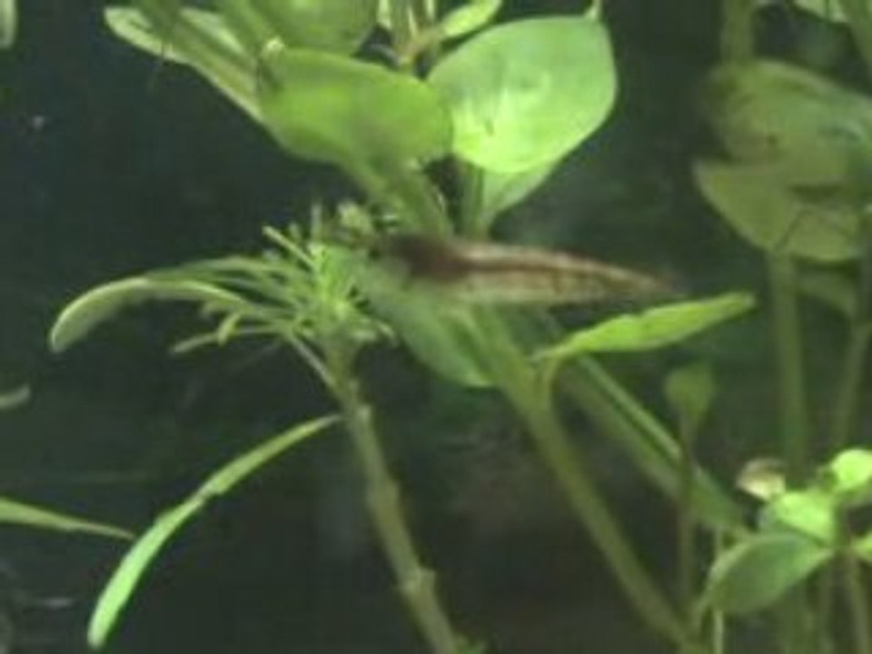 Nano 13 litres avec red cherry, heteropoda var red