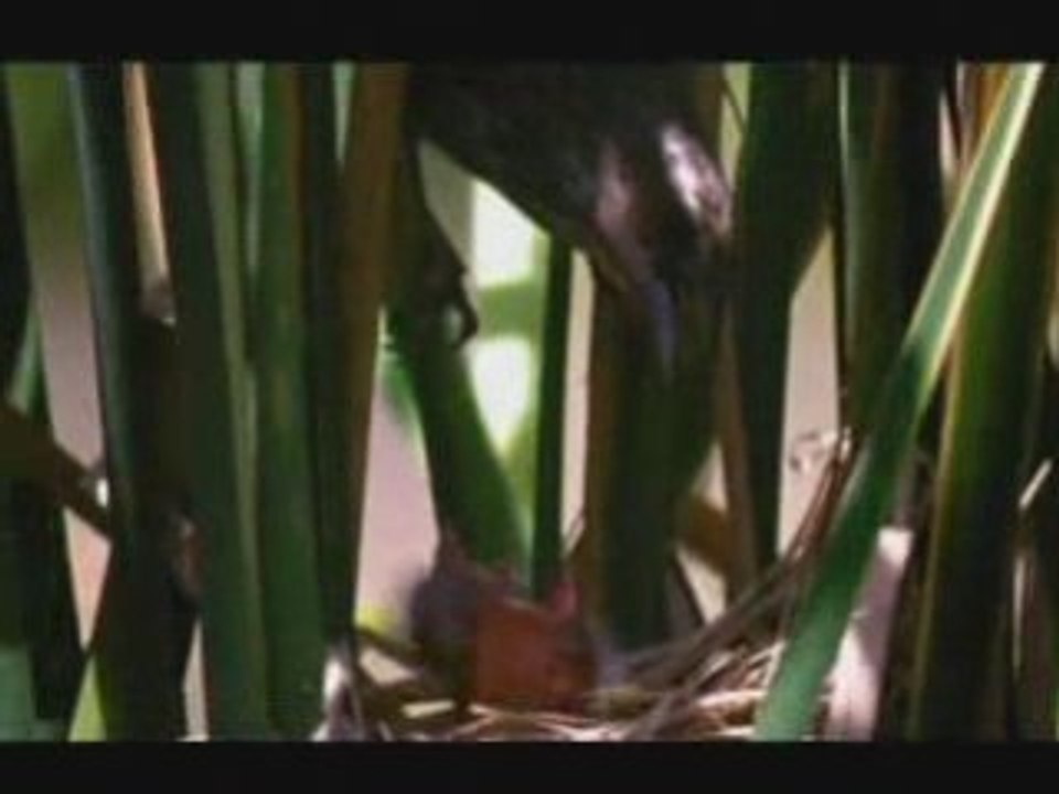 Prophet mohammed - seine gute teıl 2 / 2