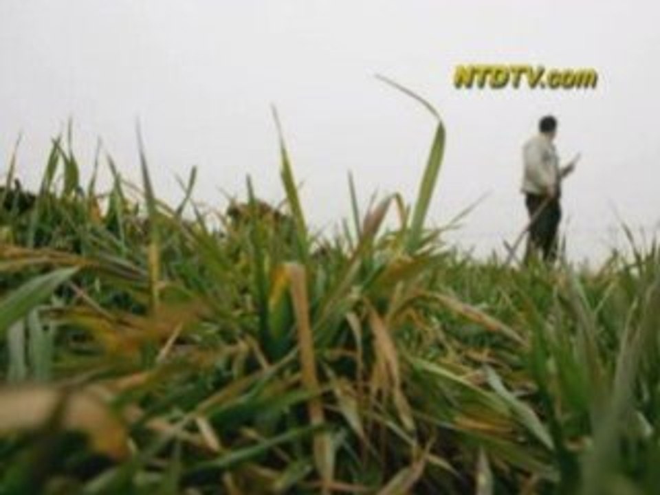 Chinese Farmers Uncover Communist Party Embezzlement