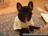 Frenchie puppy in cute shirt!
