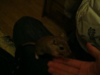 Legolas est sur mwa demande d grains