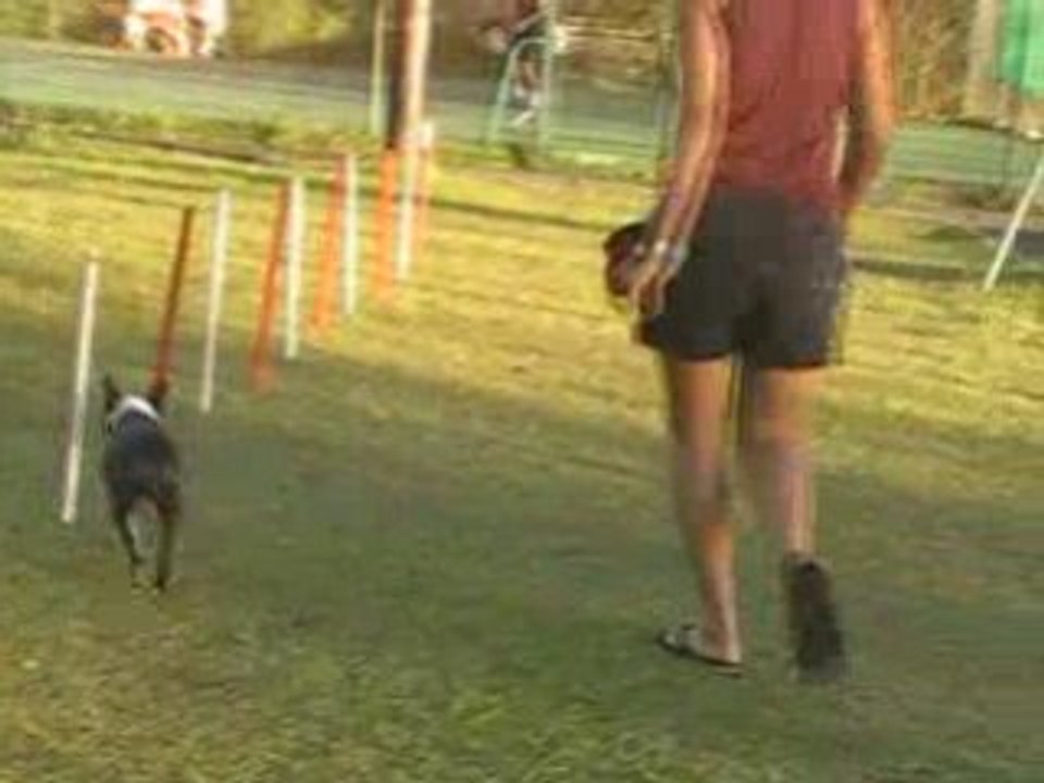 Boston terrier learning weave pole