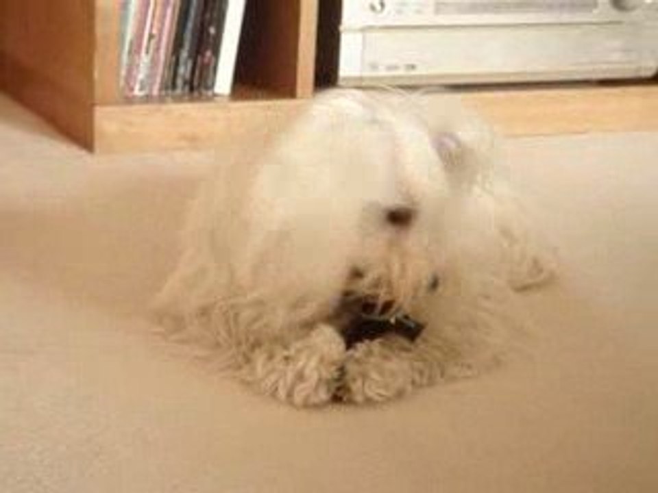 Cookie 050209 2