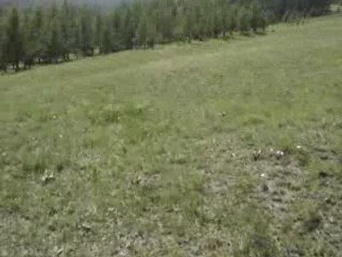 Les sauterelles des steppes