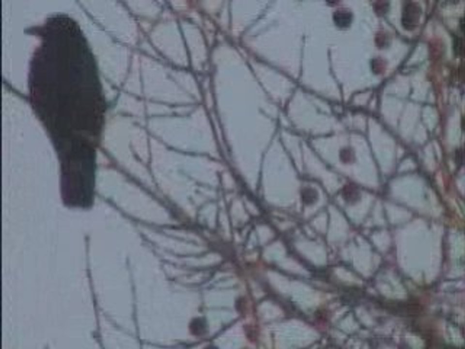 LOISEAUX QUI VOLE AVEC LAVION DU PARADIS