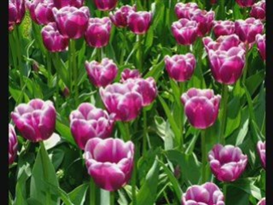 Le printemps ♪♫♥..♫♥__♥♥*¨¨*¤**•:*¨¨*:•♥.•:*¨¨