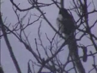 LETOILE QUI SINTILLE AVEC LES OISEAUX 06  75  04  35  36
