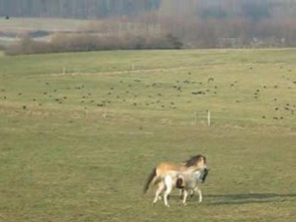 charlie et taïane