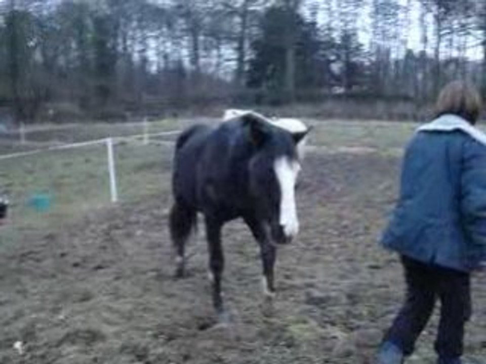 Tribal jambettes 137